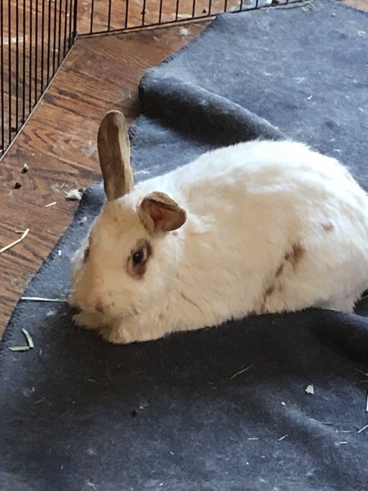 Willow the Senior Bunny
